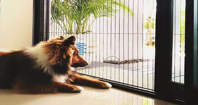 Sliding Screen Pet Door Repair in Belmont, CA