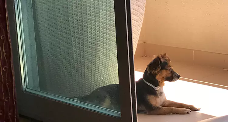 French Door Pet Screen Repair in Belmont, CA